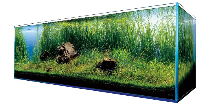 Rośliny akwariowe i preparaty do oczka wodnego – jak zadbać o wodny ekosystem 1 16 2