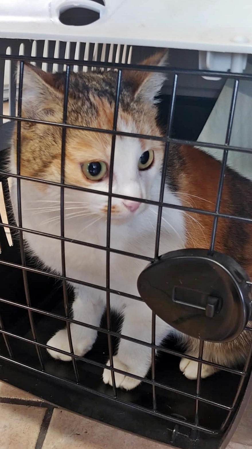 Kotka szuka domu 3 2 3