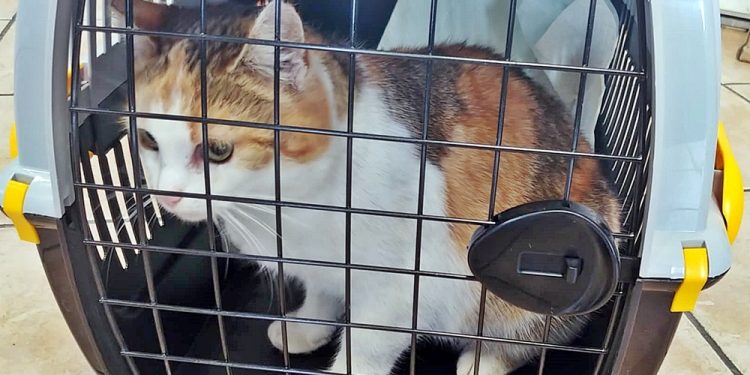 Kotka szuka domu 1 3 2