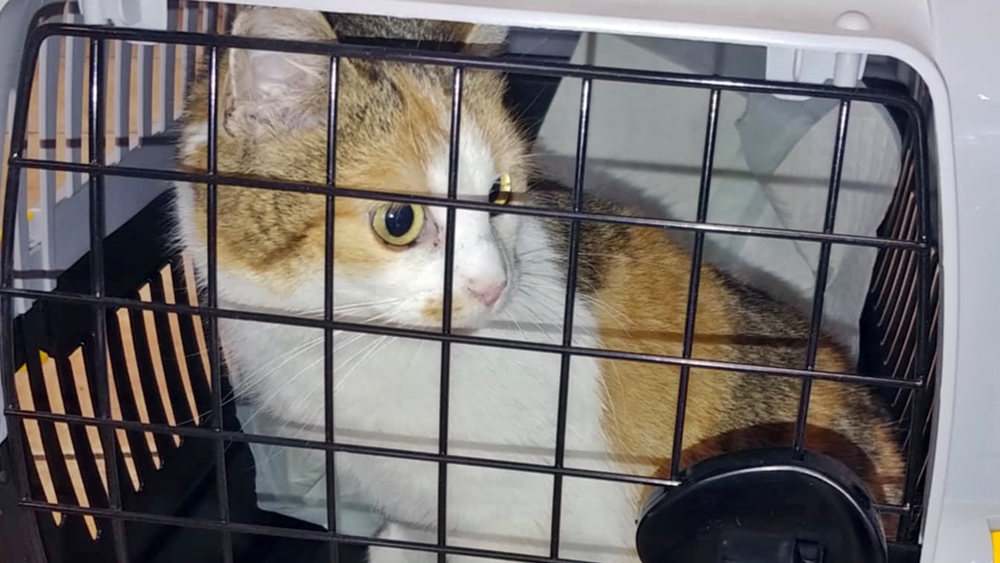 Kotka szuka domu 2 4 2