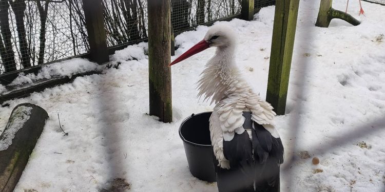 Krutek jest już w domu! 1 Fot. Mazurski Park Krajobrazowy