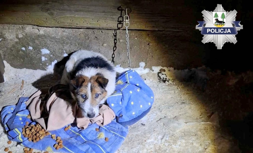 Tak opiekowali się Reksiem, że łańcuch wrósł mu w szyję 4 pisz1