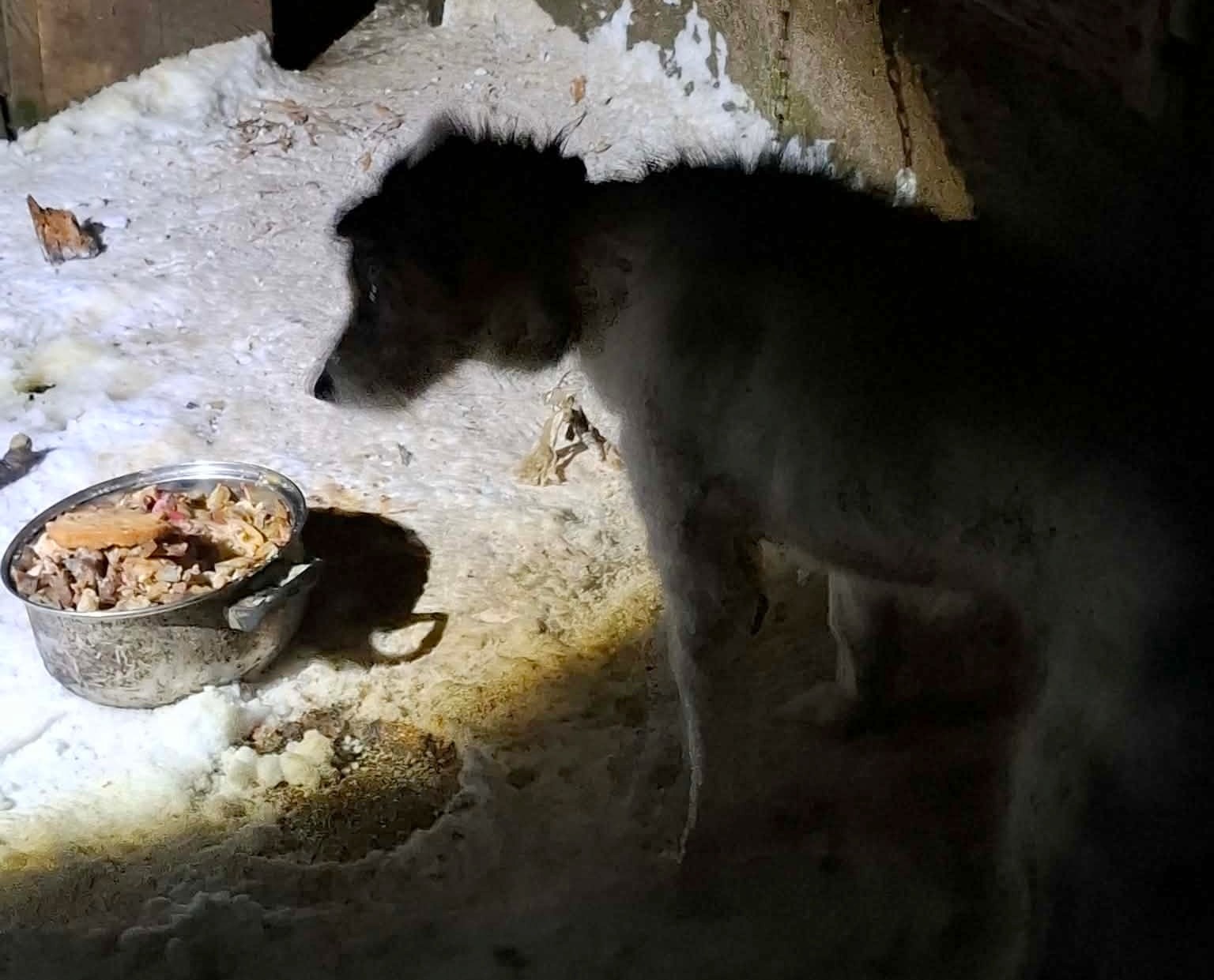 Tak opiekowali się Reksiem, że łańcuch wrósł mu w szyję 3 pisz2