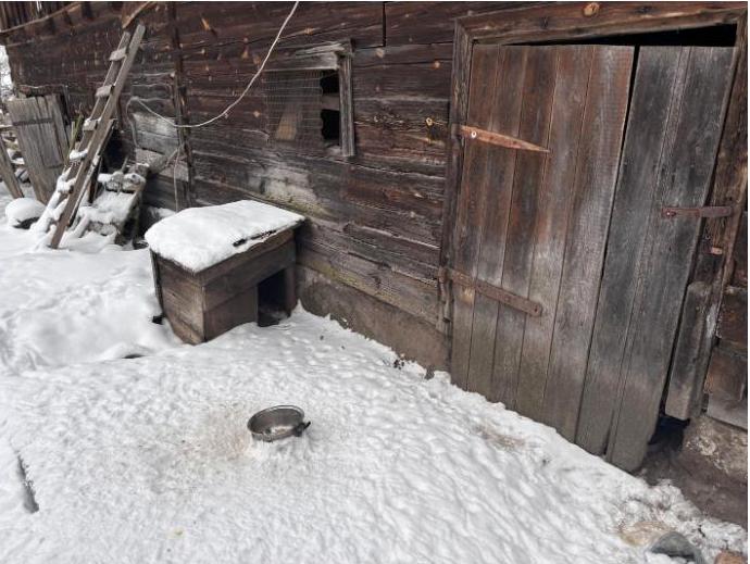 Tak opiekowali się Reksiem, że łańcuch wrósł mu w szyję 4 pisz3