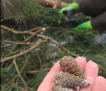 foto: FB Nadleśnictwa Szczebra