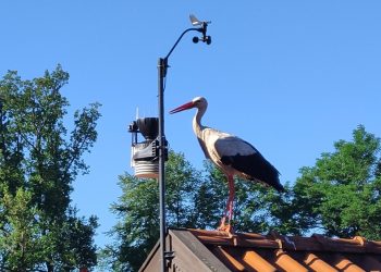 zdj. fot. Bocian Krutek przy stacji meteo Mazurskiego PK (2025), K.Wittbrodt