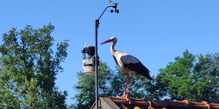 zdj. fot. Bocian Krutek przy stacji meteo Mazurskiego PK (2025), K.Wittbrodt
