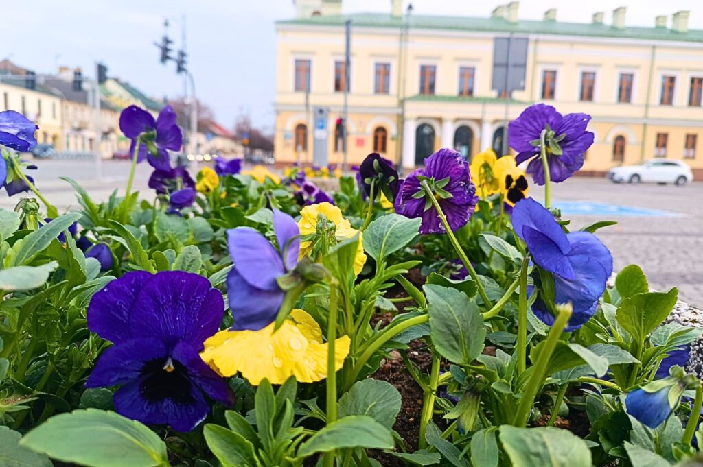 Ponad 34 tysiące kwiatów ozdobi Suwałki w tym roku 5 648233077 1380994384200718 4398428117803185545 n
