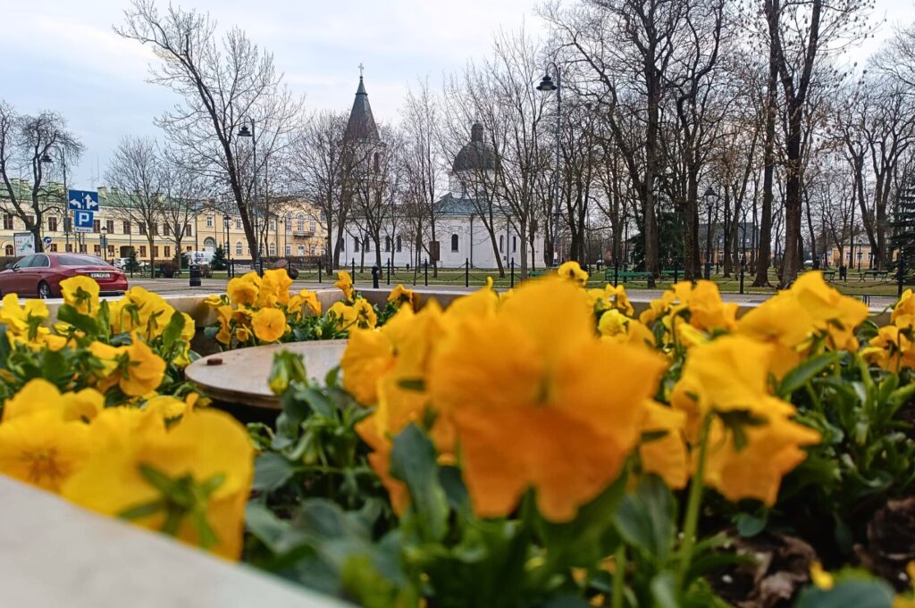 Ponad 34 tysiące kwiatów ozdobi Suwałki w tym roku 3 648288774 1380994410867382 2826228792130953281 n