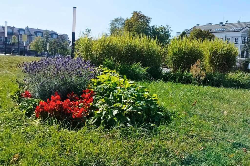 Ponad 34 tysiące kwiatów ozdobi Suwałki w tym roku 2 648298501 1380994327534057 6188360363109384794 n