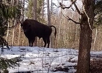 651037084 122171309714785264 4414377737416188320 n