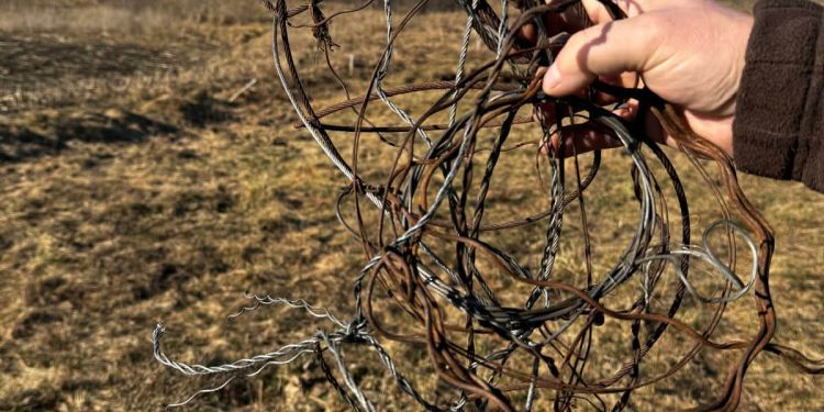 Myśliwi usuwali wnyki 1 9d89fe5b 34a0 444a aade 833a54b7e7c0