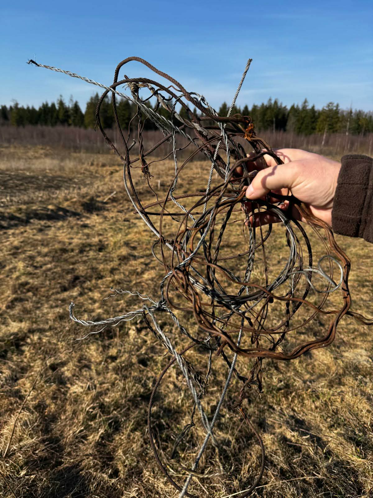 Myśliwi usuwali wnyki 4 9d89fe5b 34a0 444a aade 833a54b7e7c0