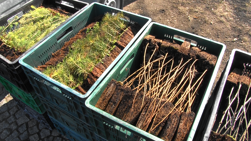 Obchody "Święta Lasu" w Suwałkach 21 Image19 1