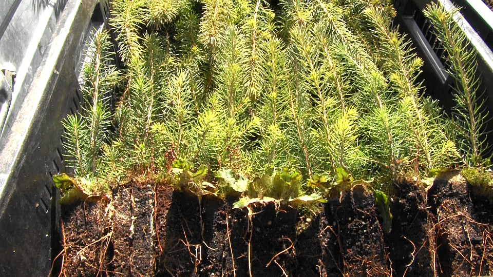 Obchody "Święta Lasu" w Suwałkach 22 Image20 1