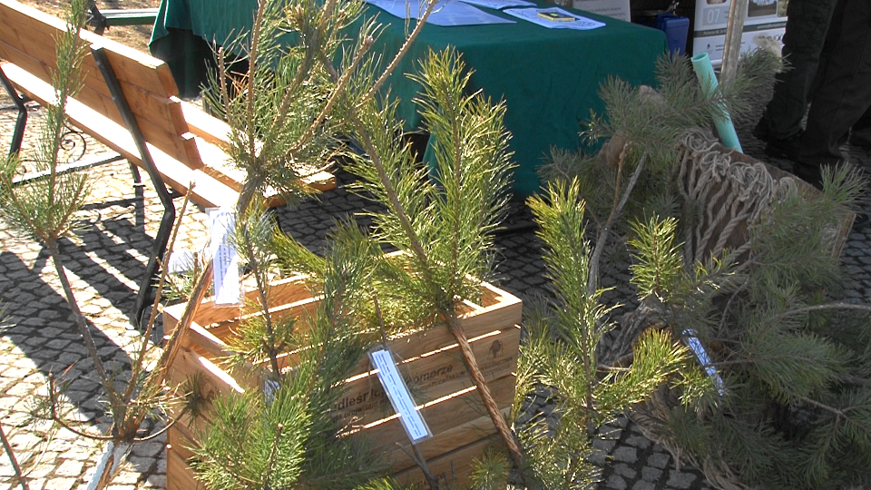 Obchody "Święta Lasu" w Suwałkach 26 Image24 1