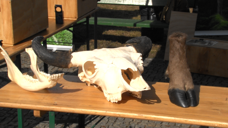 Obchody "Święta Lasu" w Suwałkach 10 Image6 1