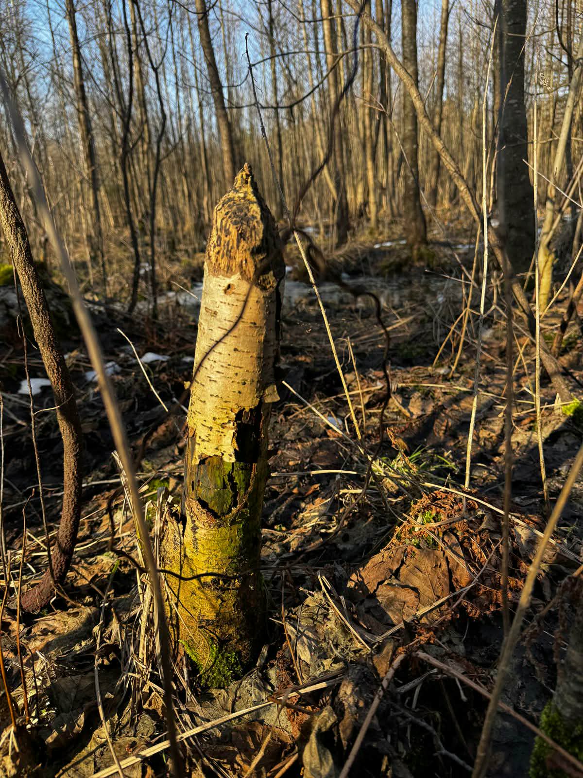 Myśliwi usuwali wnyki 2 b44f3fc8 b09e 4931 aa1a c812e2cd63ae