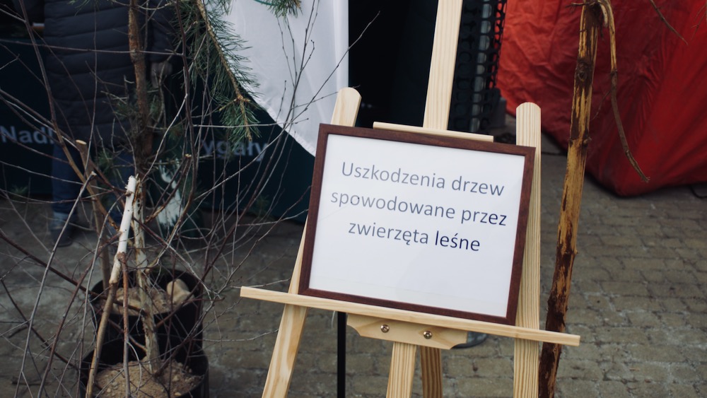 Na placu Jana Pawła II wyrosło leśne miasteczko 2 dzien lasu 1