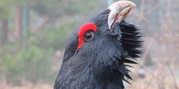 foto: Nadleśnictwo Głęboki Bród