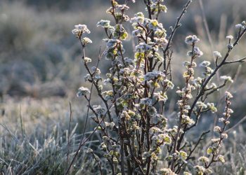 Synoptycy ostrzegają przed przymrozkami 2 zdj. ilustracyjne