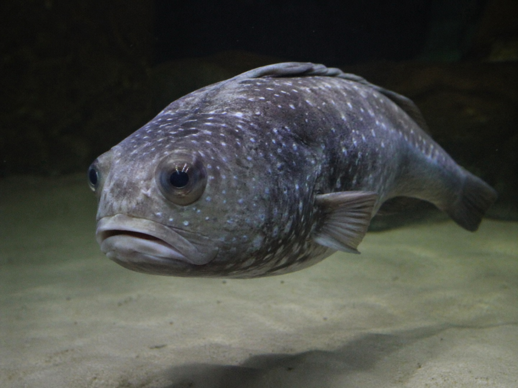 3a8519ff d8a2 4f44 ad78 96e33f8e78f8