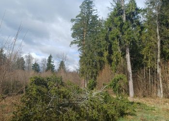 Leśnicy ostrzegają przed złomami i wywrotami 3 661366764 1573079461492280 6768455893698659997 n