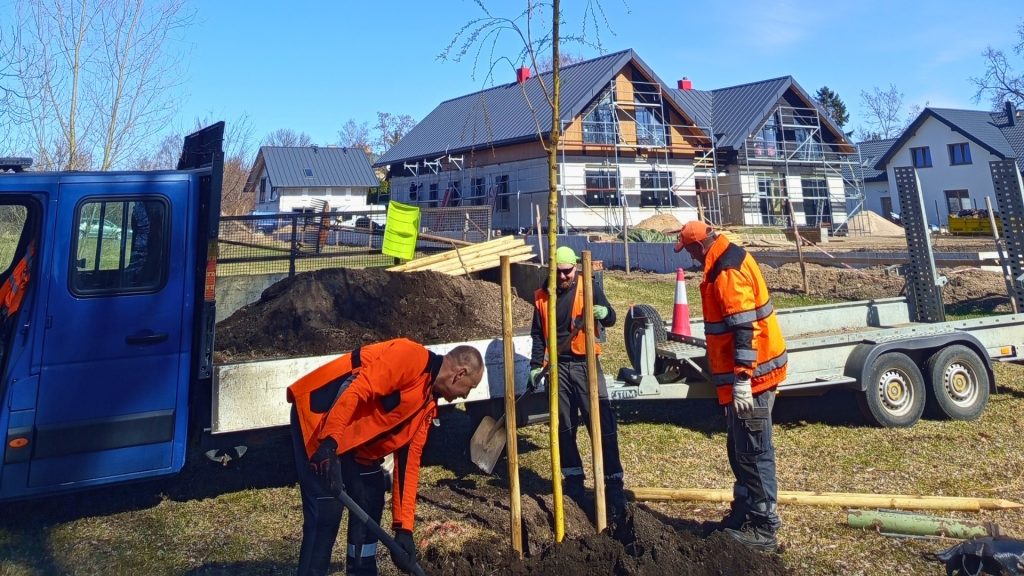 Ruszyły wiosenne nasadzenia drzew w Suwałkach 5 668988156 1406393984994091 478120406584996280 n