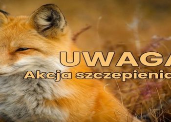 Będą zrzucać szczepionki dla lisów 7 lis