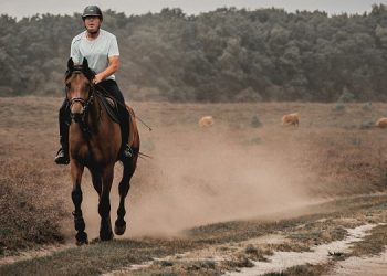 Jak dobrać dobry sprzęt jeździecki na początek przygody z jazdą konno? 2 4 2 1