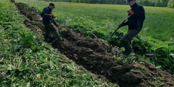 Uwaga na Barszcz Sosnowskiego! 3 707693750 1310094611229250 5055352694071172924 n