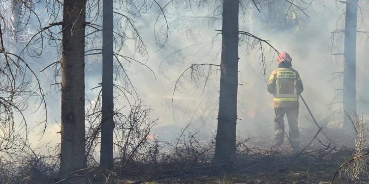 Fot. A.Klepacki, J. Krzynówek, Nadleśnictwo Ełk, Lasy Państwowe
