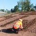 „Pogodne Suwałki” znów zakwitły 10 źródło: ZDiZ