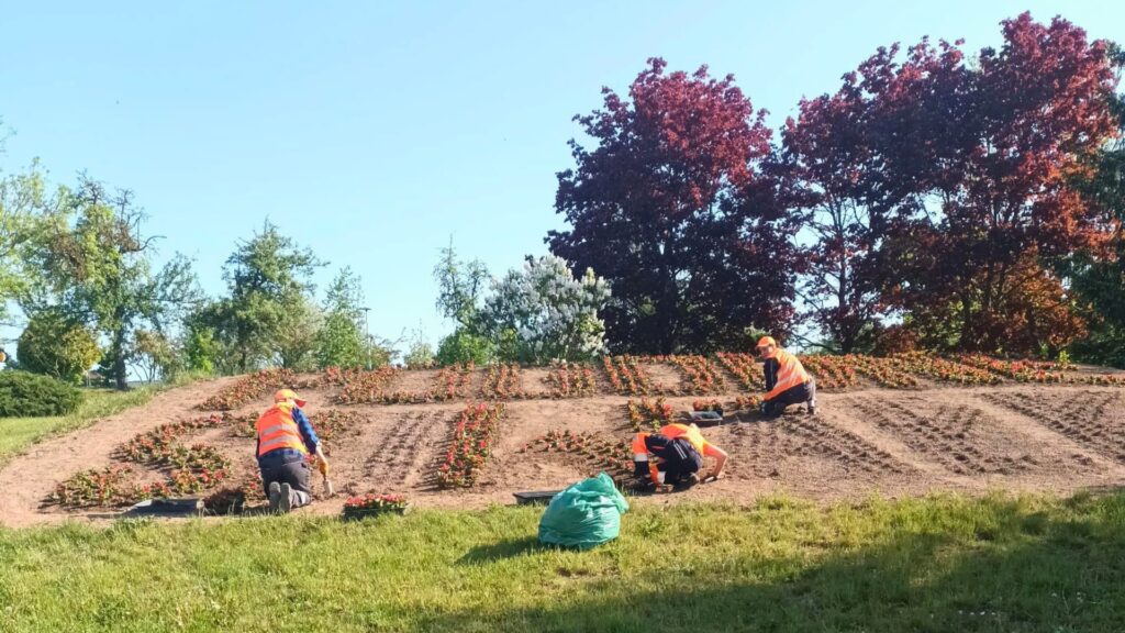 „Pogodne Suwałki” znów zakwitły 4 letnie nasadzenia 4 1 1024x576 1