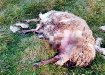 Wilki zagryzły 15 owiec w gminie Krasnopol 2 1 1