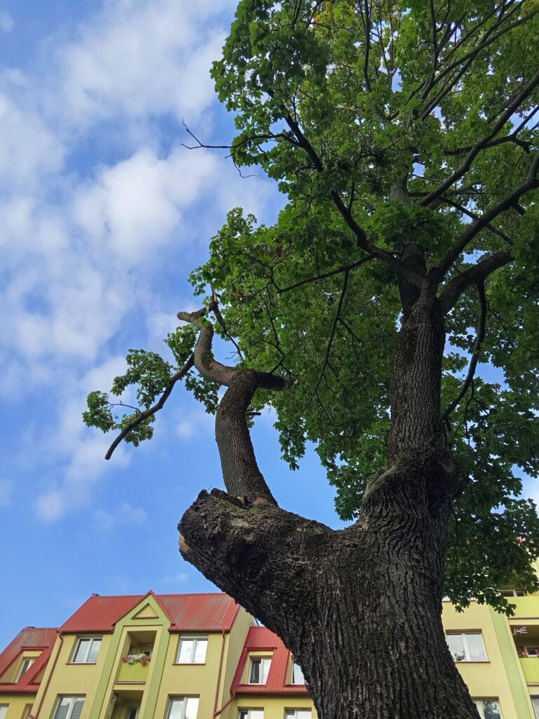 W trosce o bezpieczeństwo usunęli drzewo 2 ogledziny drzewa noniewicza 2 768x1024 1