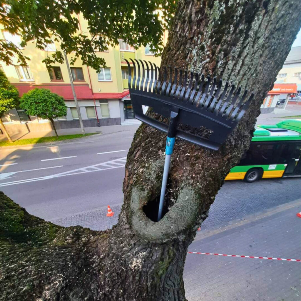 W trosce o bezpieczeństwo usunęli drzewo 4 uszkodzone drzewo 1 1024x1024 1