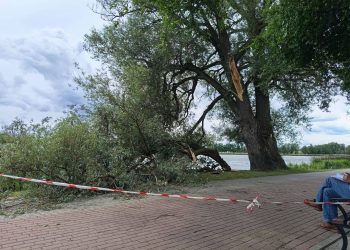 Odłamał się konar pomnikowej wierzby nad Arkadią 2 źródło: ZDiZ