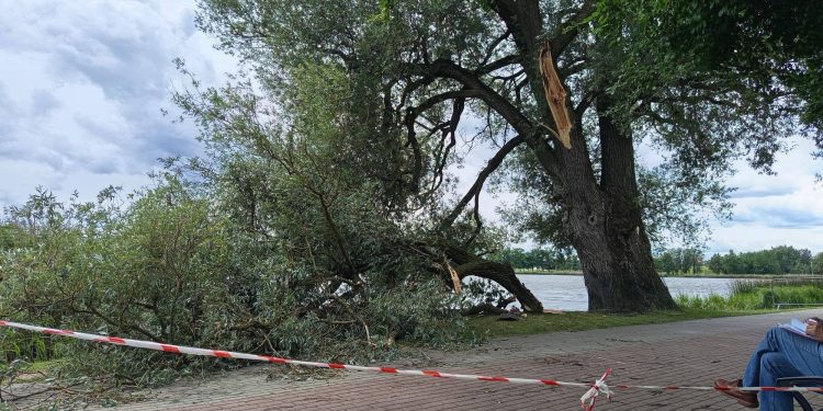 Odłamał się konar pomnikowej wierzby nad Arkadią 1 źródło: ZDiZ