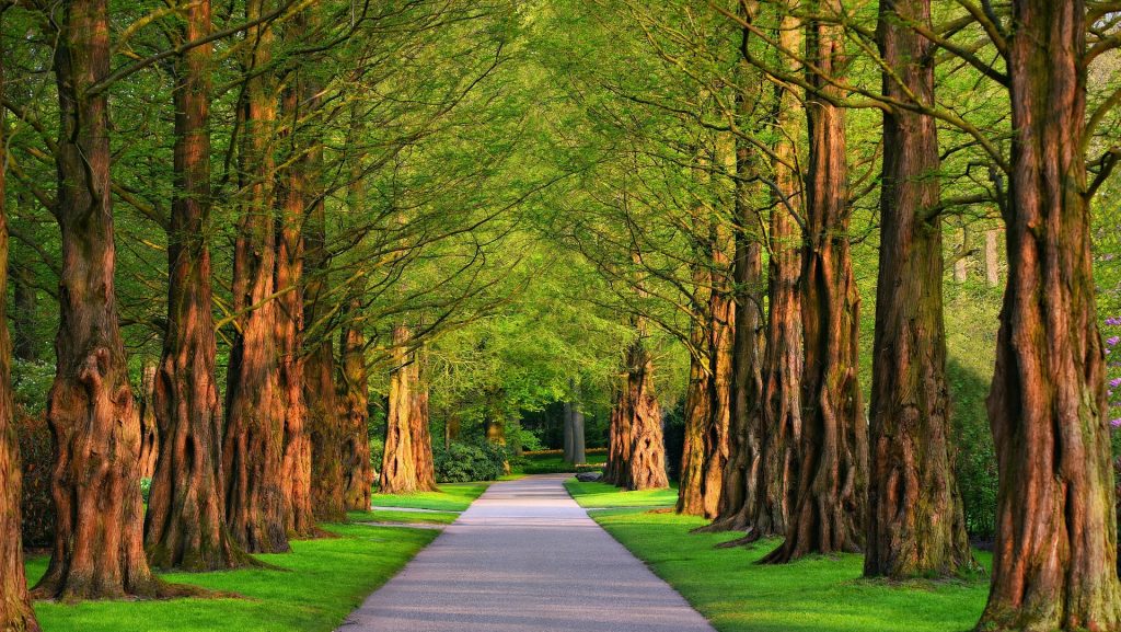 mabelamber pathway 3596034 1920 e1785233611832