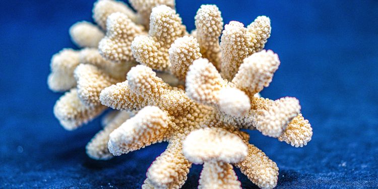 meduza