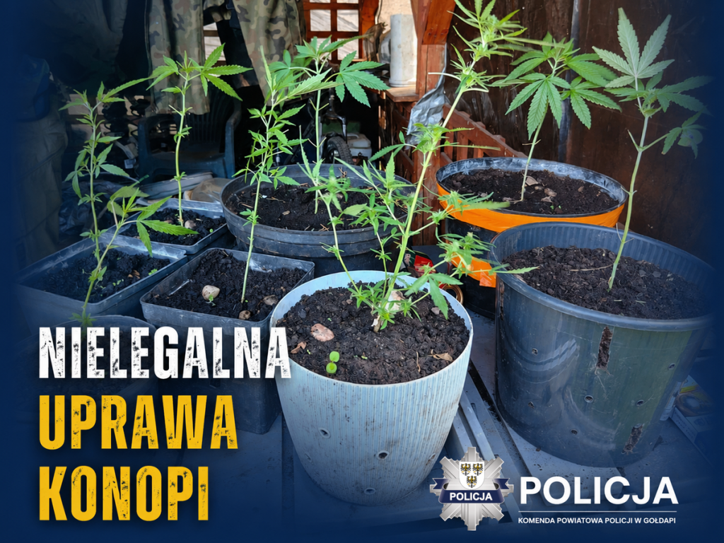 Nielegalna uprawa konopi i kradziony samochód 1 niel