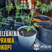 Nielegalna uprawa konopi i kradziony samochód 10 Fot. KPP Gołdap