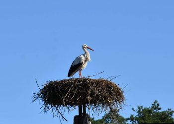 Krutek zdj. Mazurski Park Krajobrazowy