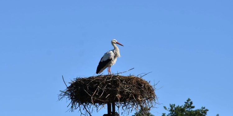 Krutek wyruszył na południe. To już schyłek lata 1 Krutek zdj. Mazurski Park Krajobrazowy