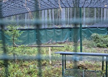 Pierwsze głuszce w Nadleśnictwie Płaska 2 g