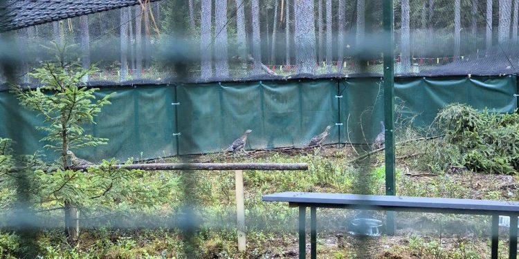 Pierwsze głuszce w Nadleśnictwie Płaska 1 g
