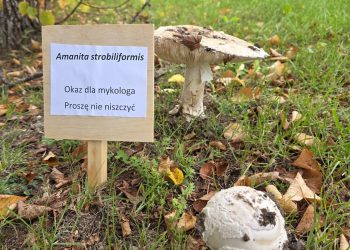 Grzybowa sensacja w Wigierskim Parku Narodowym 10 Fot. WPN