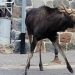 Łoś uszkodził dwa auta 13 zdj. Straż Miejska w Ełku