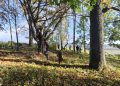 Stowarzyszenie Poszukiwaczy Historii "Elsgrund" / Facebook